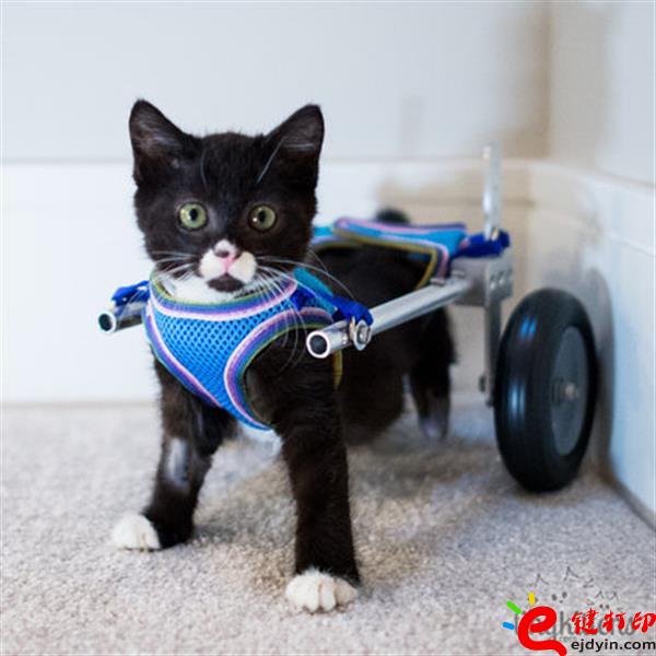 [好有爱]3D打印助残疾猫咪恢复行动自由 3D打印猫咪专用轮椅