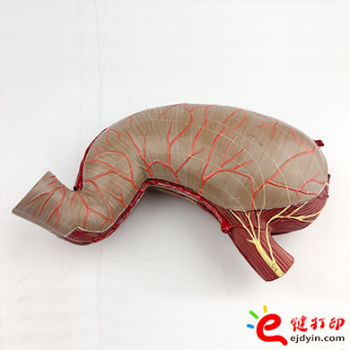 人体胃部复模手板3