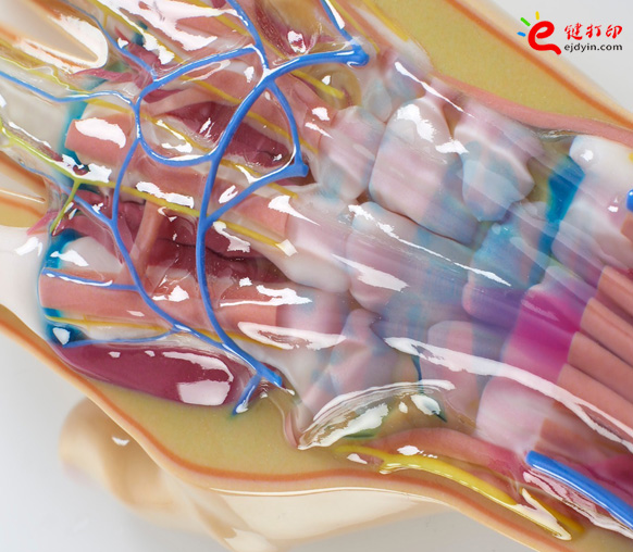 彩色3d打印人体器官医学模型1