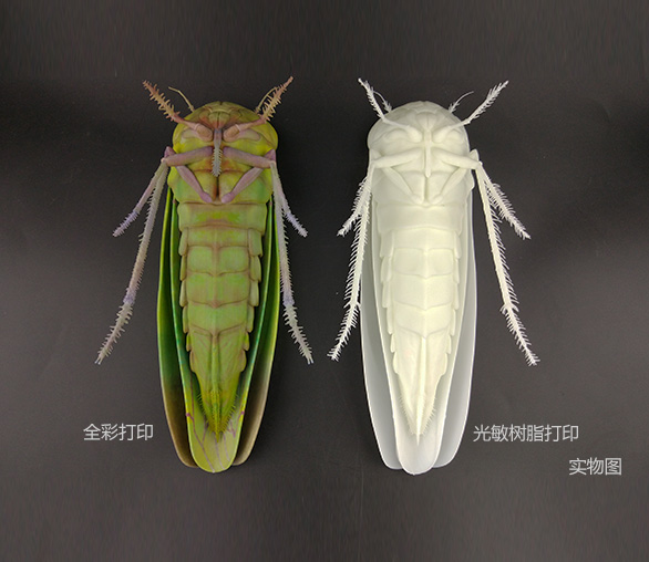 3D打印生物标本1