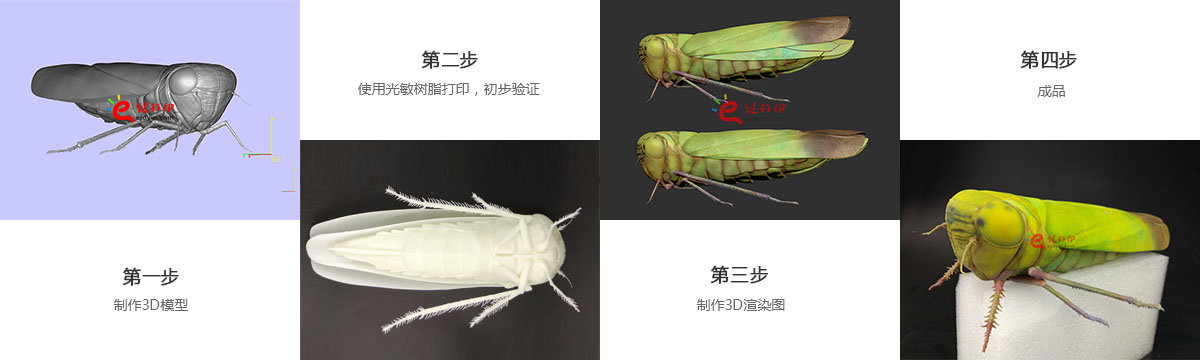 3D打印生物标本3d打印制作流程